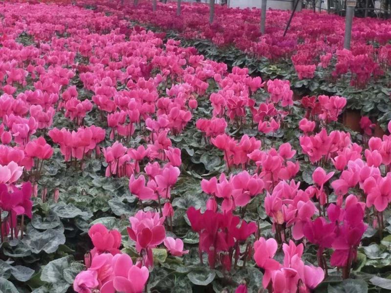 自家苗圃供应仙客来基地直销一手货源视频看货