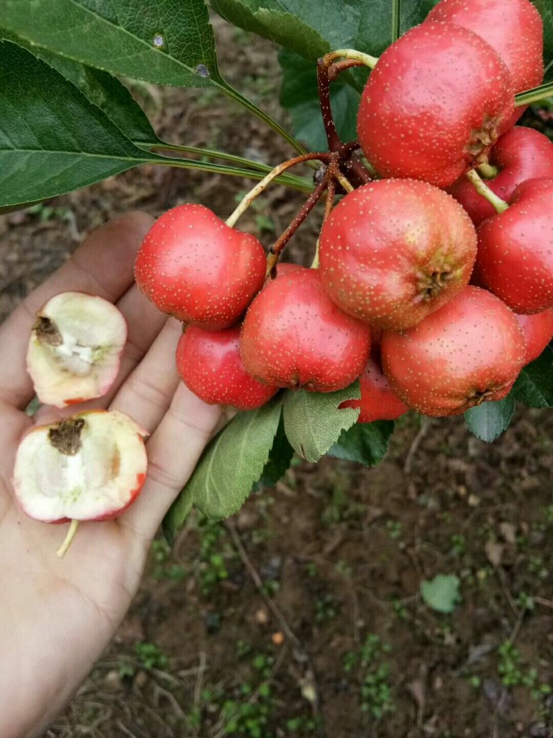 供应大金星山楂已上市质量杠杠的