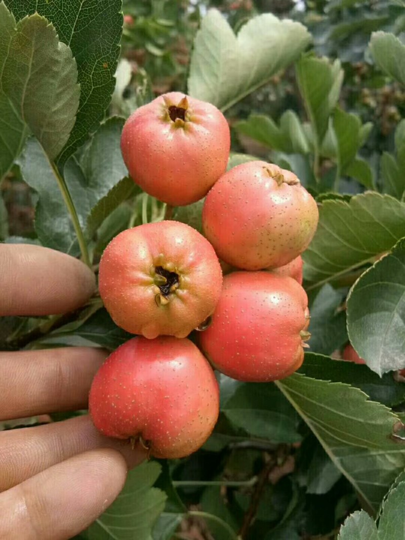 供应大金星山楂已上市质量杠杠的