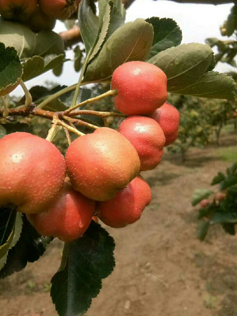 供应大金星山楂已上市质量杠杠的