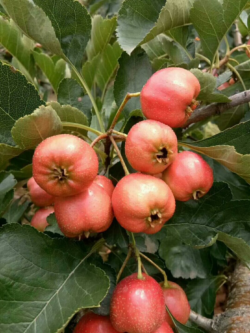 供应大金星山楂已上市质量杠杠的