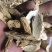 特级全粉牛大力（中）条条精选，条条爆粉，无硫磺