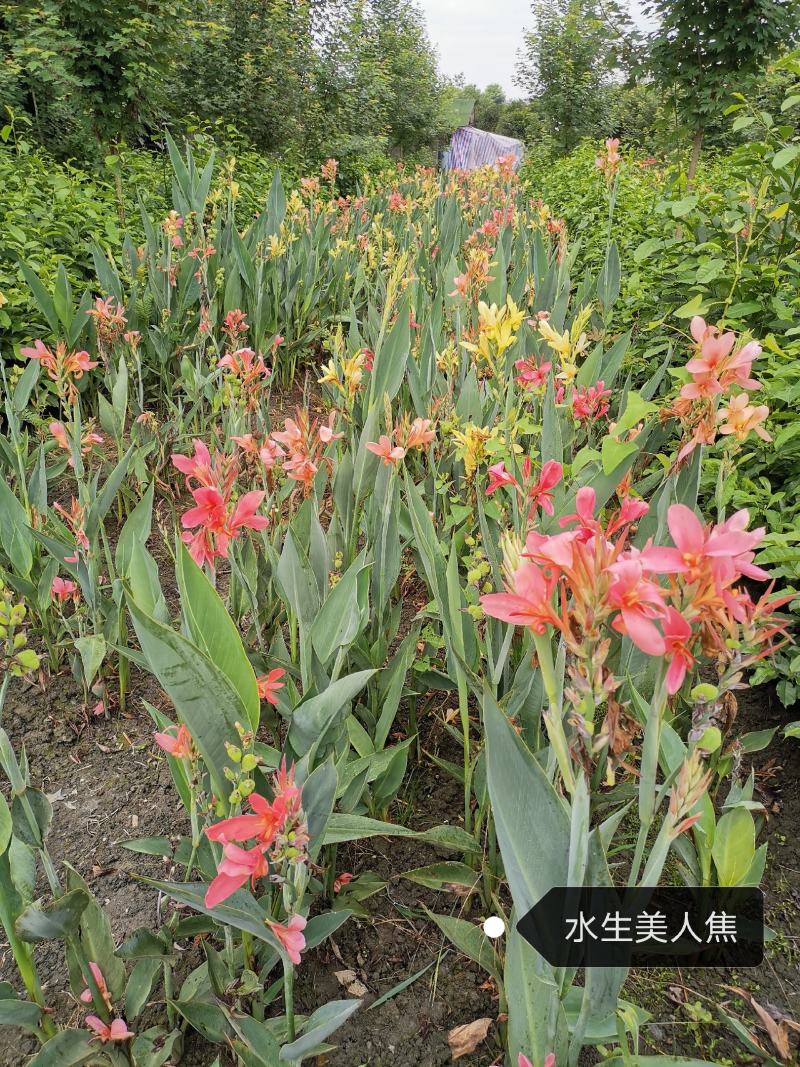 水生美人蕉。地苗。16杯都有货