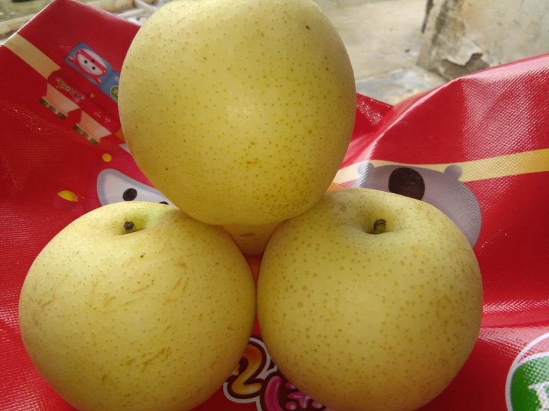 安徽砀山皇冠梨酥梨…