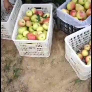 优质早熟苹果大量热卖中