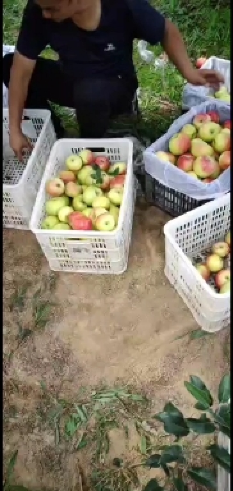 优质早熟苹果大量热卖中