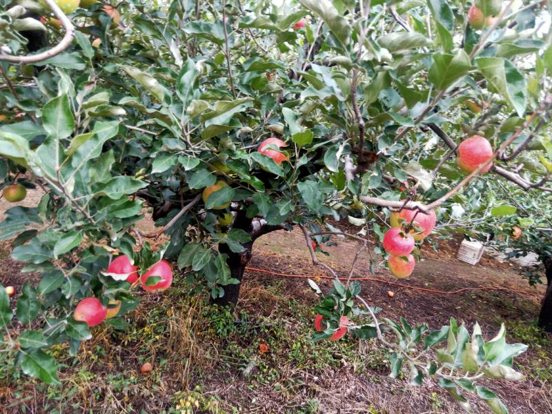 优质早熟苹果大量热卖中