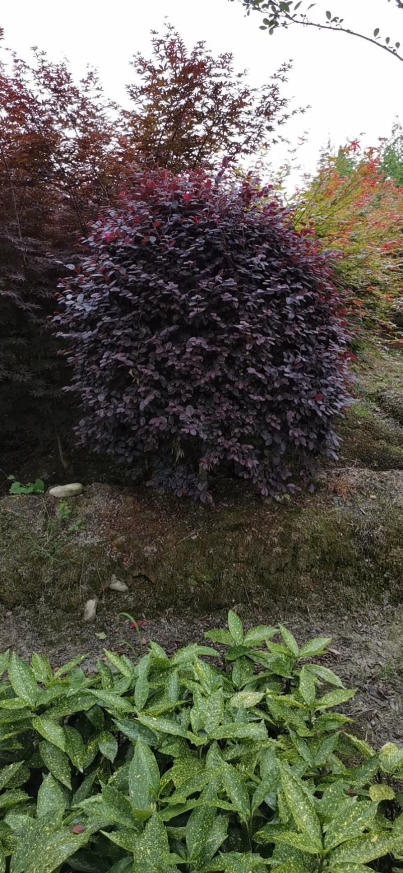红继木球。16杯地苗。10杯都有货