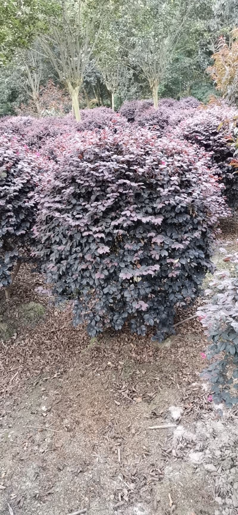红继木球。16杯地苗。10杯都有货