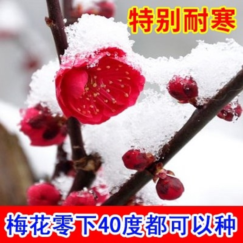 红梅耐寒成活率高放心苗大小规格齐全