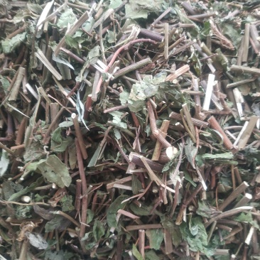 千里光～新货～药厂货～质量好，欢迎咨询采购