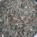 千里光～新货～药厂货～质量好，欢迎咨询采购