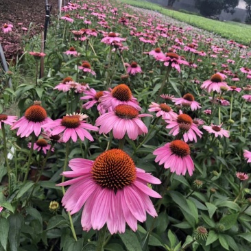 自家苗圃供应松果菊杯苗基地直销一手货源视频看货