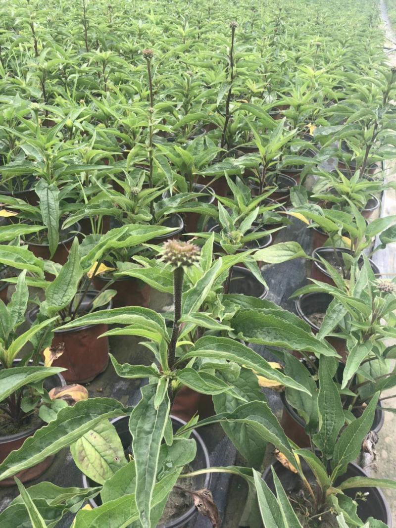 自家苗圃供应松果菊杯苗基地直销一手货源视频看货