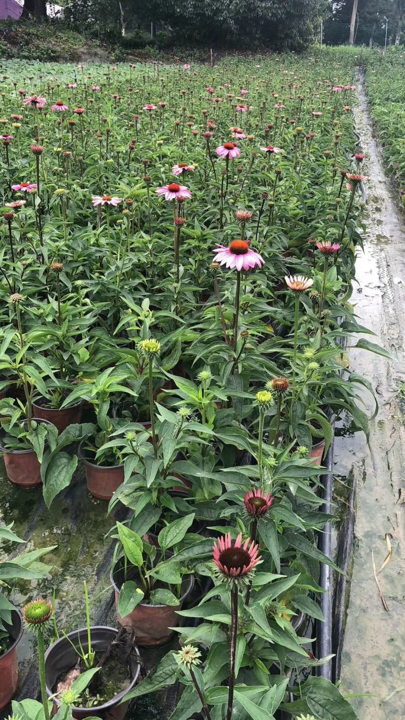 自家苗圃供应松果菊杯苗基地直销一手货源视频看货