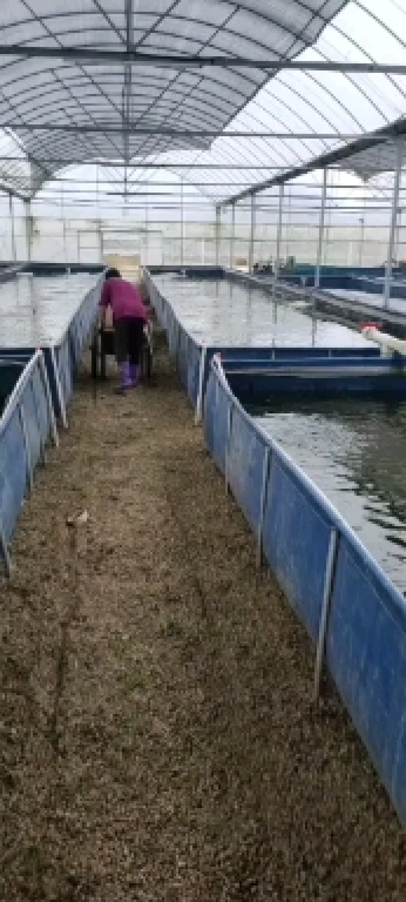 水蛭苗(蚂蝗)水蛭种幼苗实力养殖基地技术指导