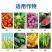 进口德国拜耳杀菌剂肟菌戊唑醇瓜果蔬菜白粉病叶斑病拿敌稳
