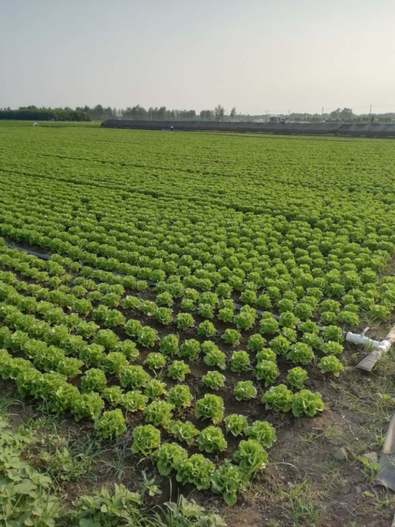 南阳产区精品意大利生菜产地现货，冷库加工，发往全国各地。