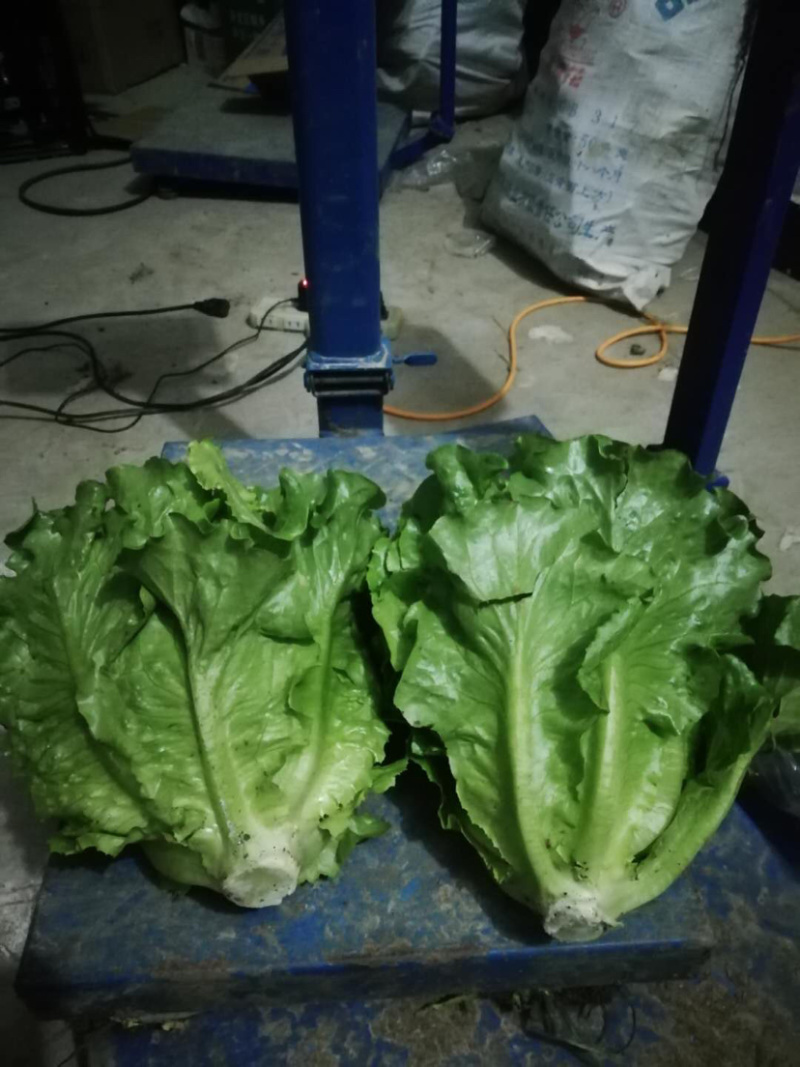 南阳产区精品意大利生菜产地现货，冷库加工，发往全国各地。