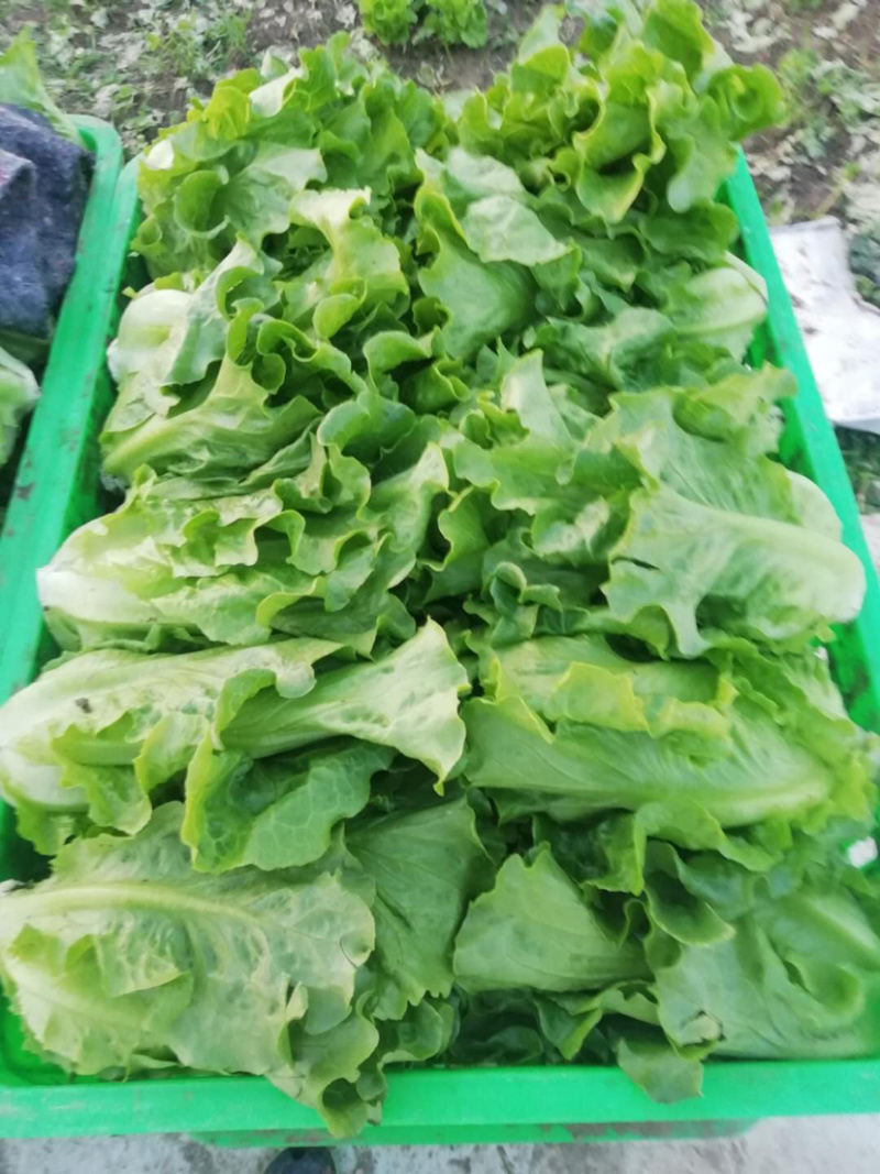 南阳产区精品意大利生菜产地现货，冷库加工，发往全国各地。
