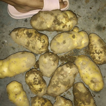 荷兰十五精品土豆上市中