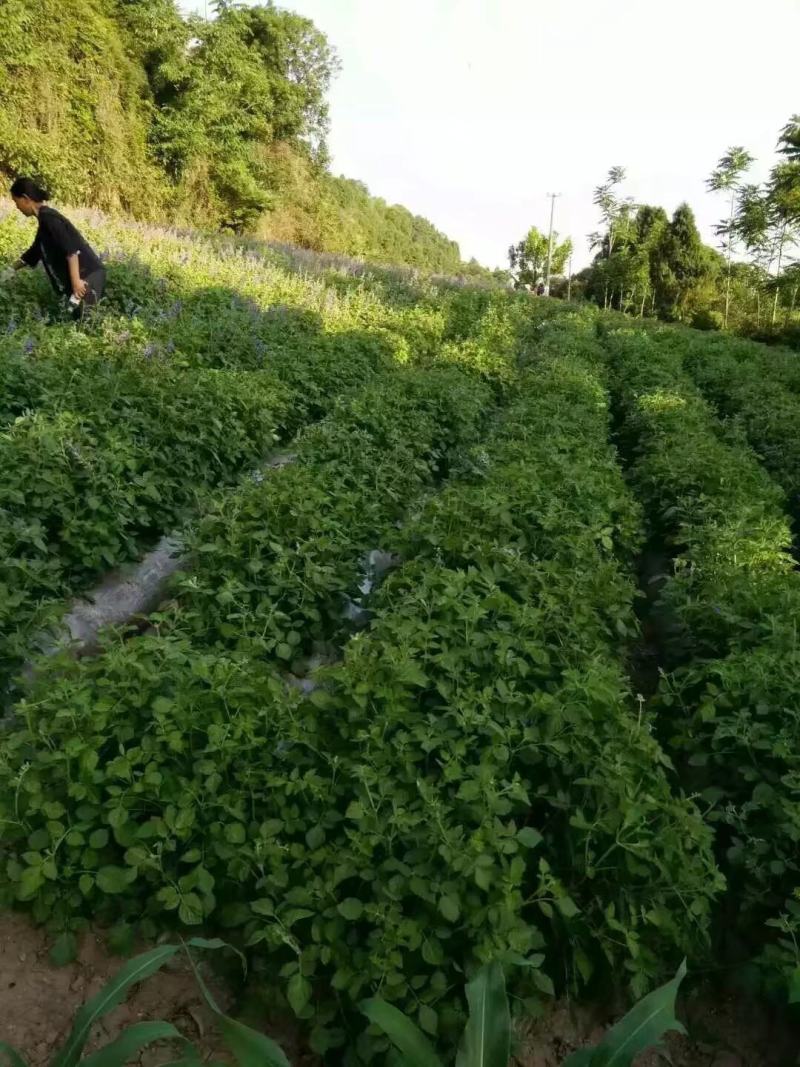 丹参，芍药，姜黄，魔芋。