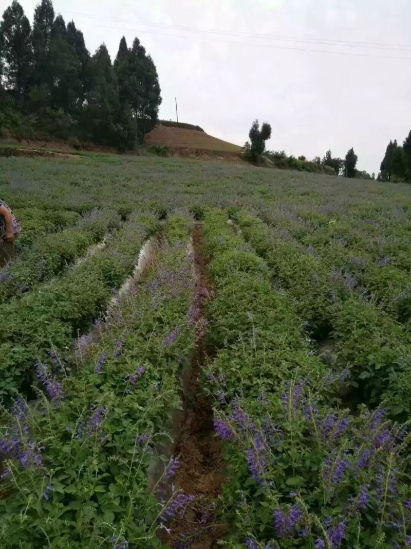 丹参，芍药，姜黄，魔芋。