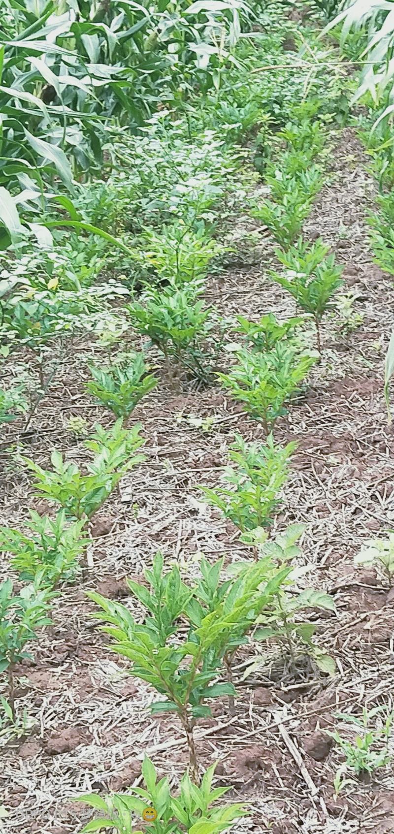 丹参，芍药，姜黄，魔芋。