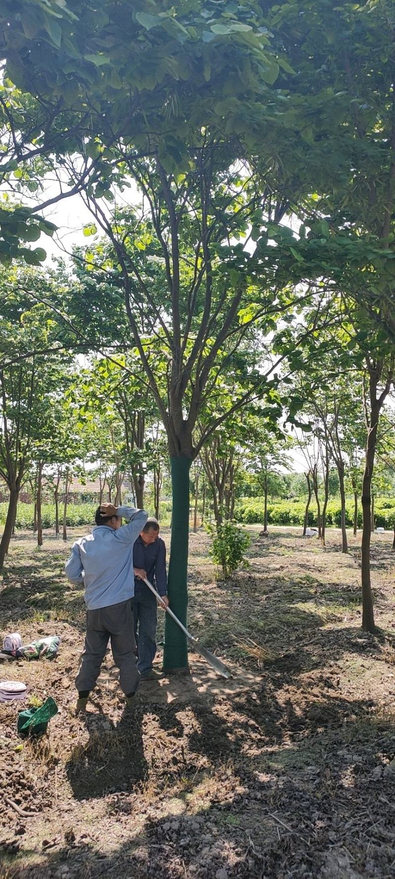 苏北的巨紫荆基地10到18公分大量供应，树形统一，稀缺货