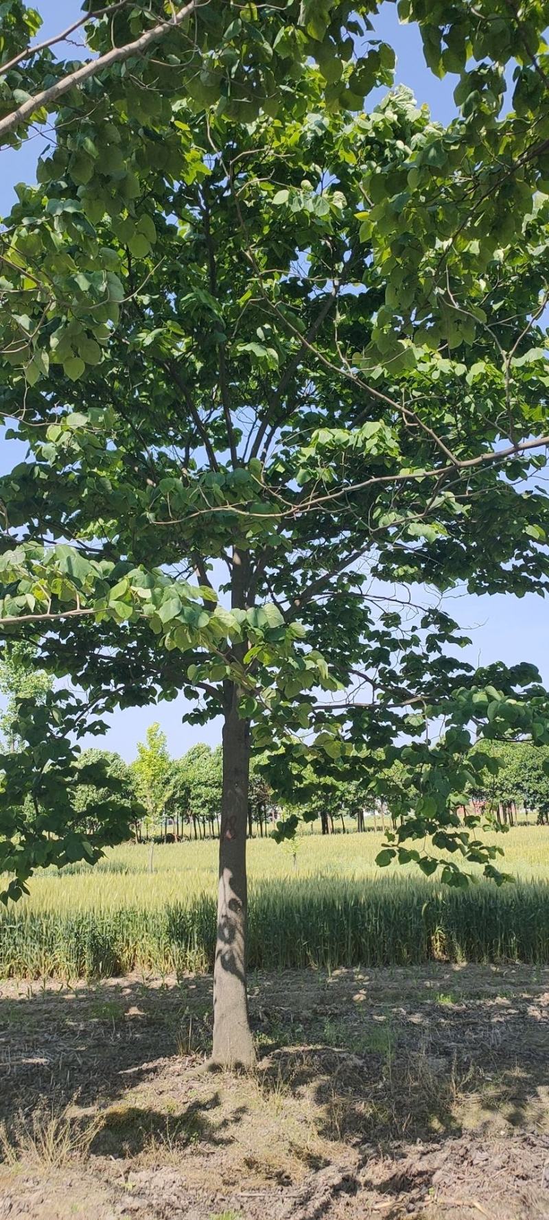 苏北的巨紫荆基地10到18公分大量供应，树形统一，稀缺货