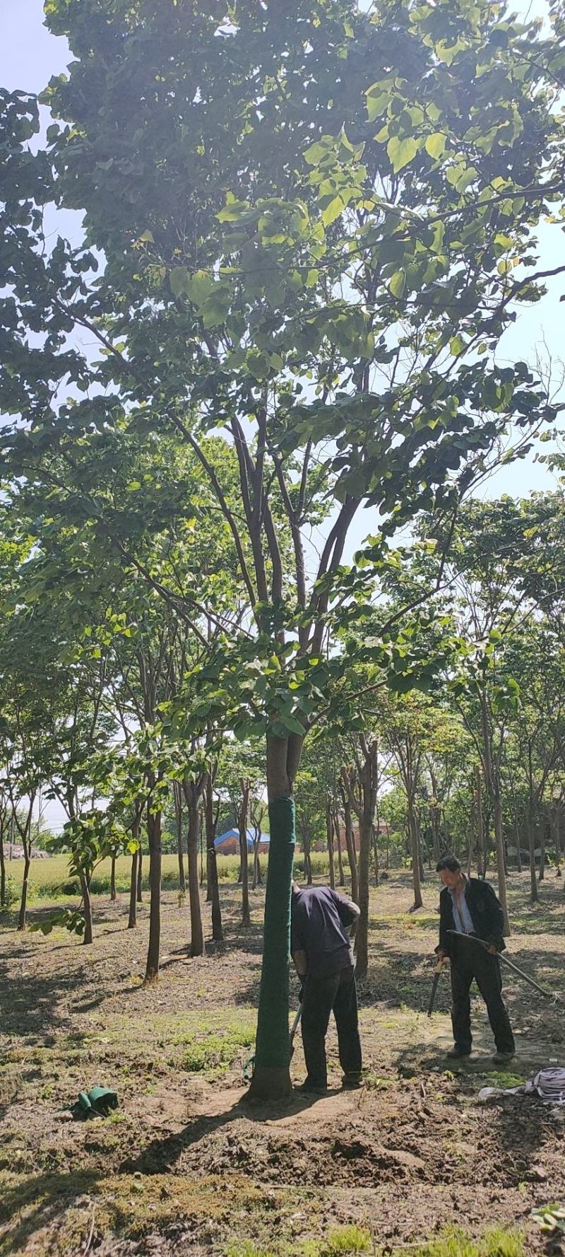 苏北的巨紫荆基地10到18公分大量供应，树形统一，稀缺货