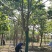 苏北的巨紫荆基地10到18公分大量供应,树形统一,稀缺货