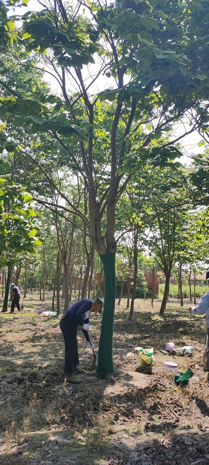苏北的巨紫荆基地10到18公分大量供应，树形统一，稀缺货