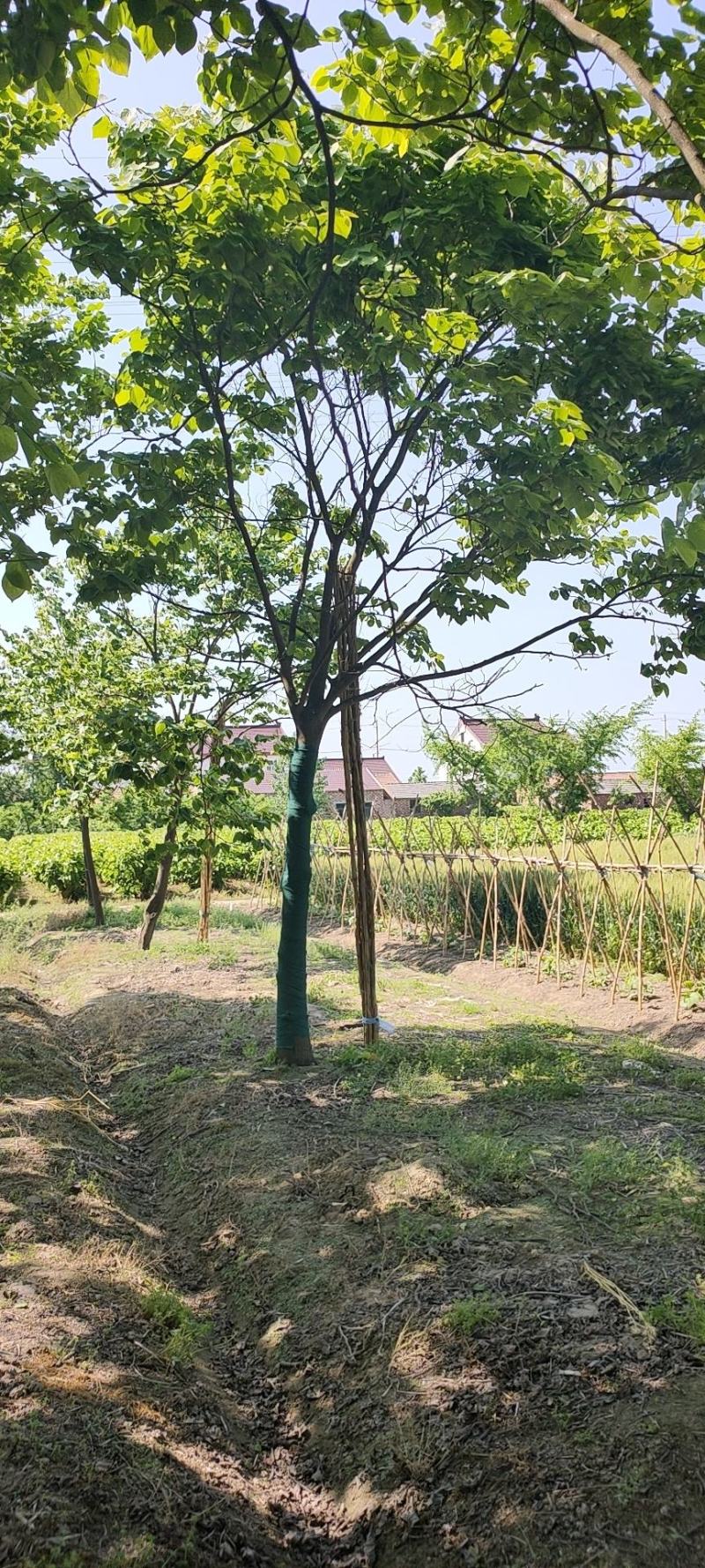 苏北的巨紫荆基地10到18公分大量供应，树形统一，稀缺货