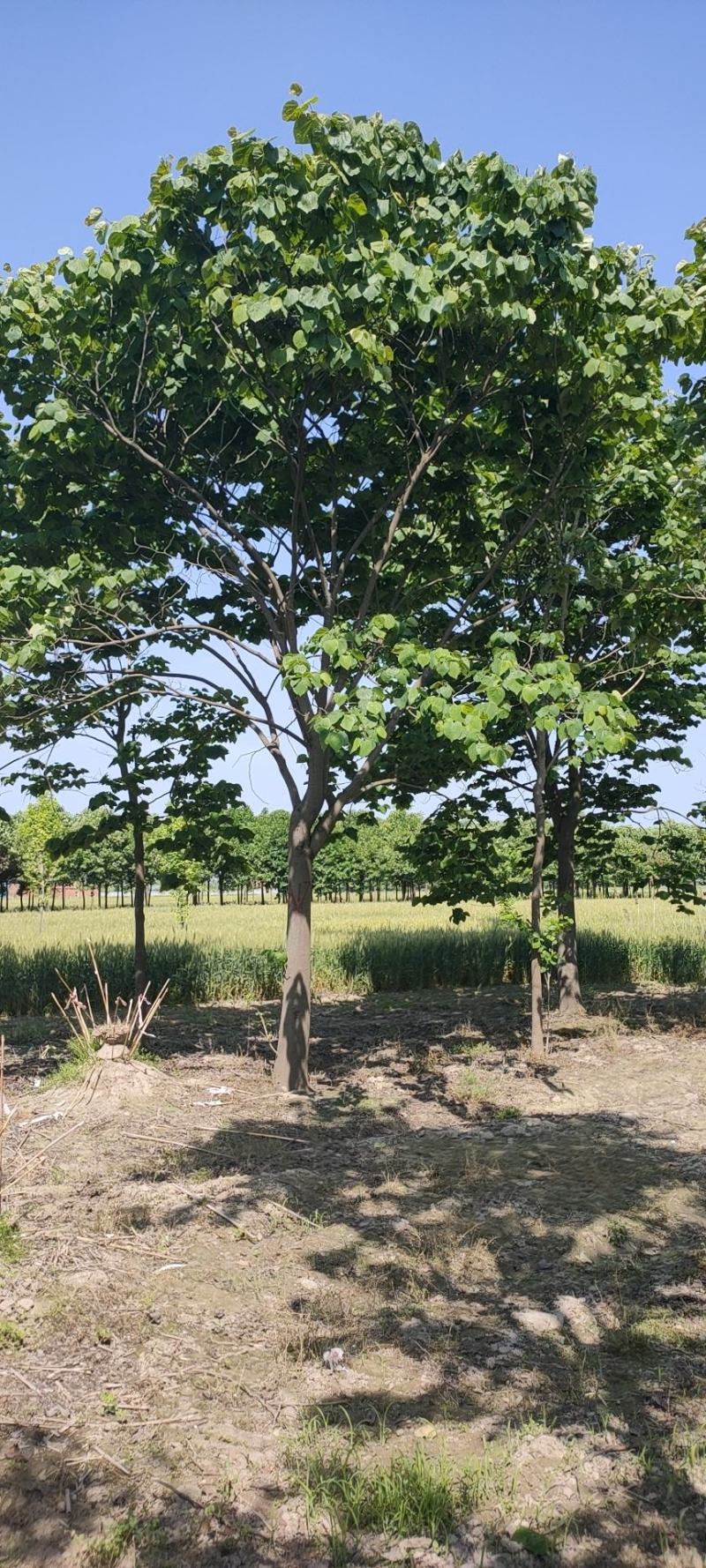 苏北的巨紫荆基地10到18公分大量供应，树形统一，稀缺货