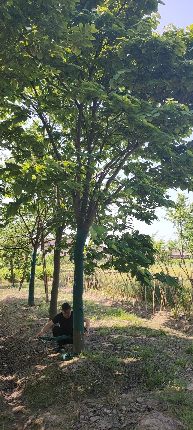 苏北的巨紫荆基地10到18公分大量供应，树形统一，稀缺货