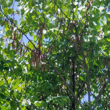 苏北的巨紫荆基地10到18公分大量供应,树形统一,稀缺货