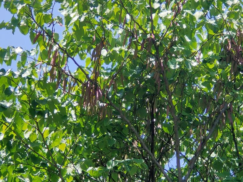 苏北的巨紫荆基地10到18公分大量供应，树形统一，稀缺货