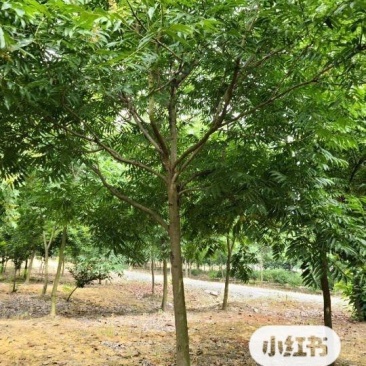 苏北无患子基地供不应求