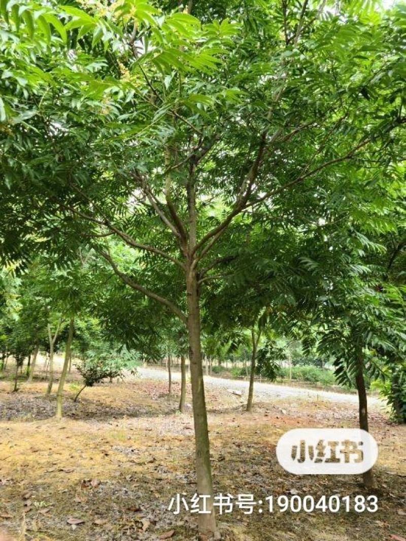 苏北无患子基地供不应求