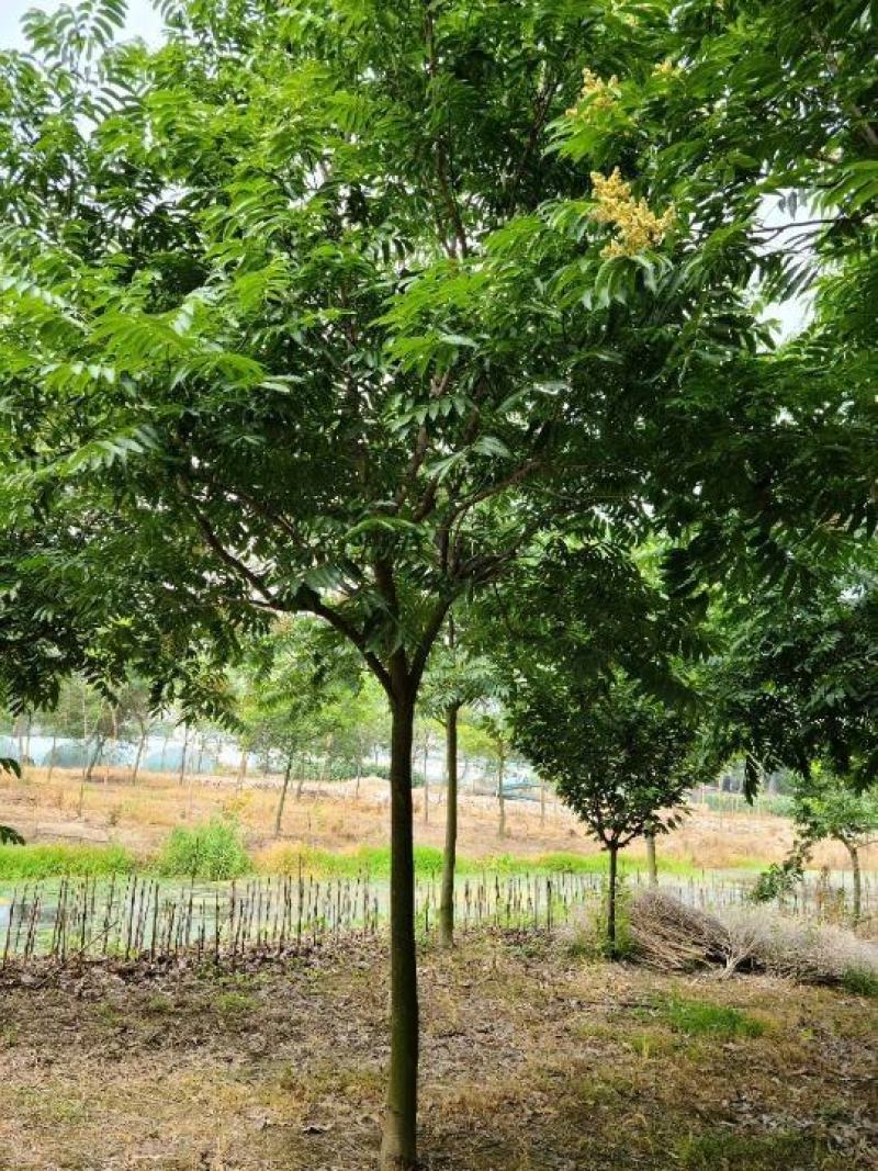 苏北无患子基地供不应求