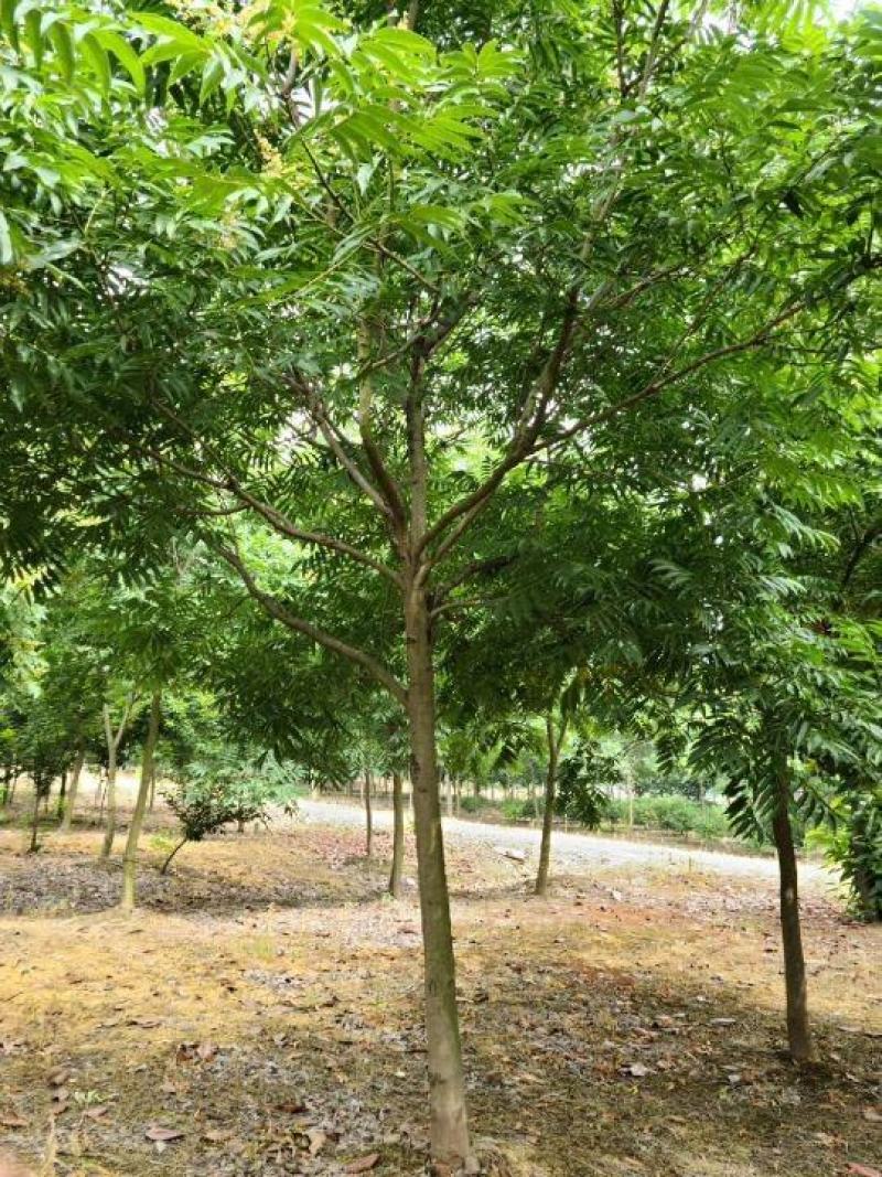 苏北无患子基地供不应求