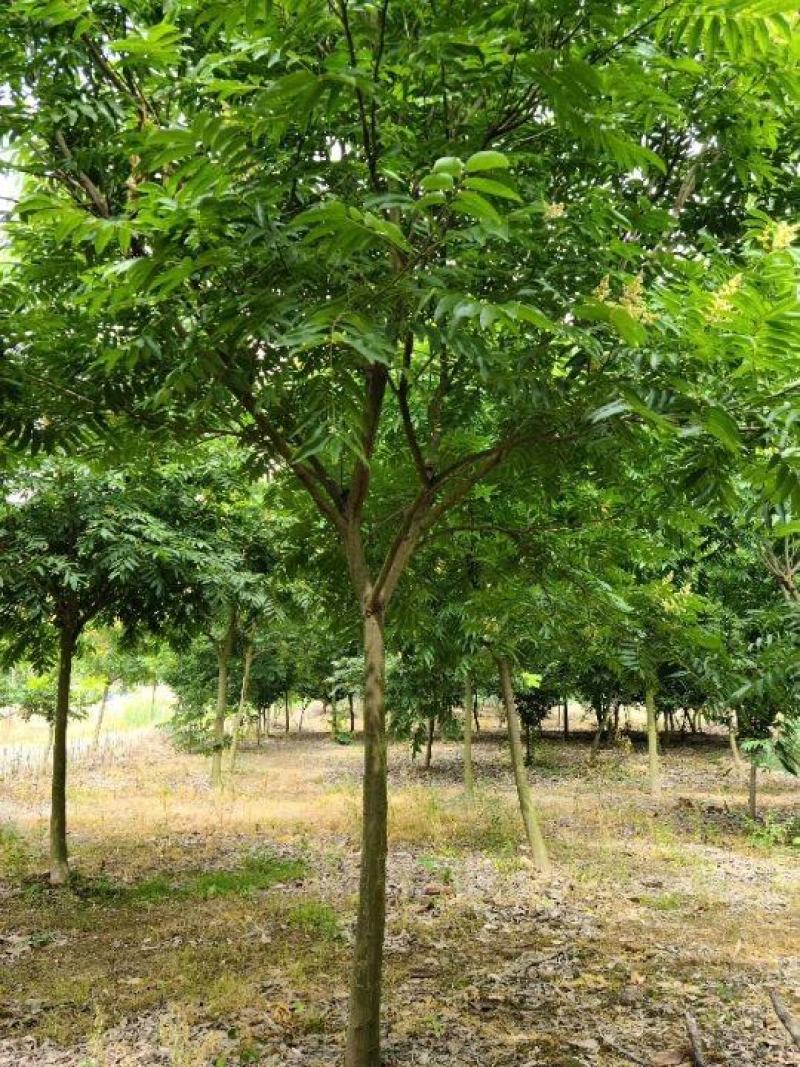 苏北无患子基地供不应求
