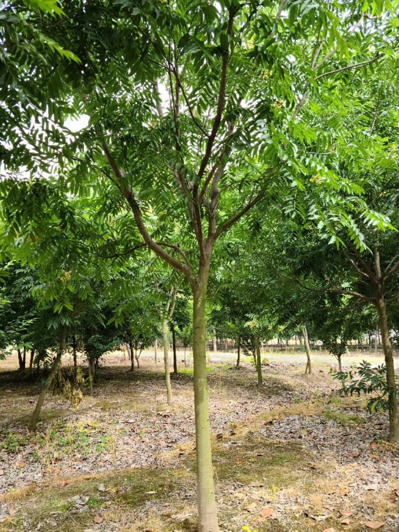 苏北无患子基地供不应求