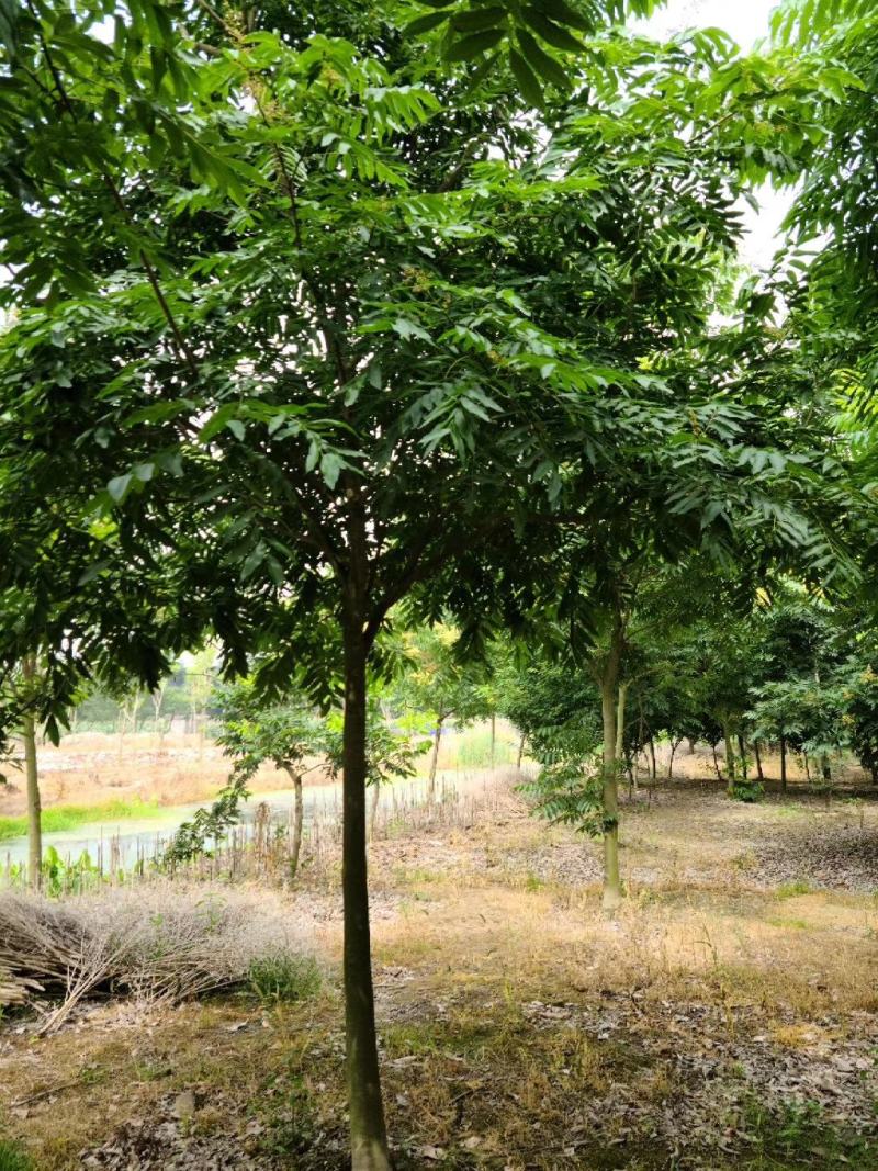 苏北无患子基地供不应求