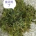中药材，，，，，紫花地丁