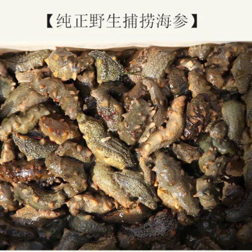 海参深海海参海参自然生长^_^^_^^_^^_^