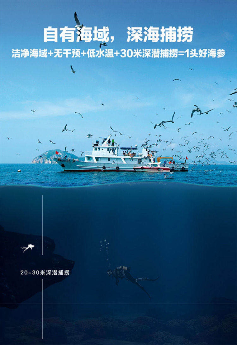 海参深海海参海参自然生长^_^^_^^_^^_^