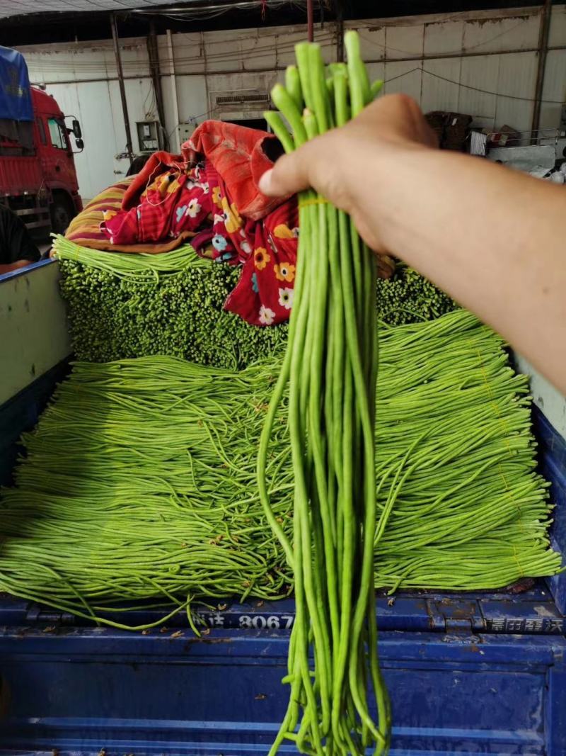 精品长豆角产地直销商超电商加工厂发货全国