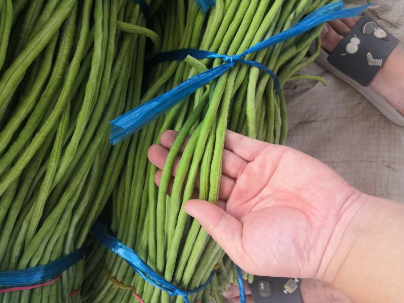 精品长豆角产地直销商超电商加工厂发货全国